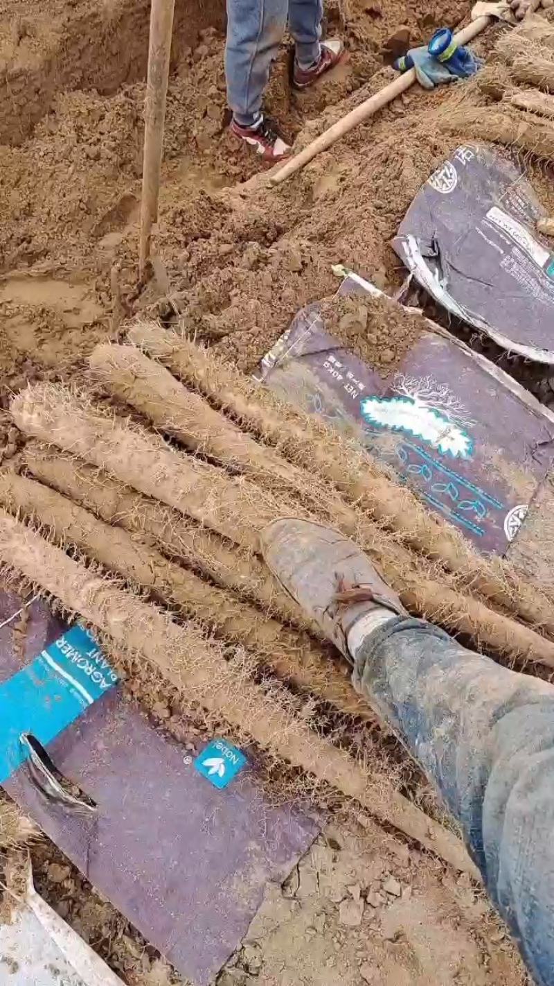 榆林白玉
