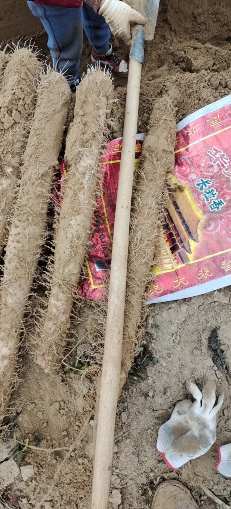 榆林白玉