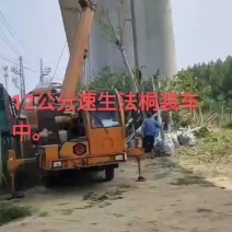 供15公分速生法桐，造型法桐树价格
