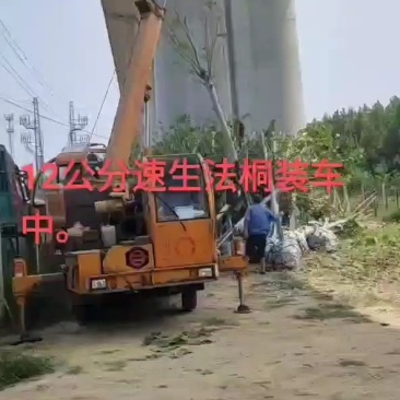 供15公分速生法桐，造型法桐树价格