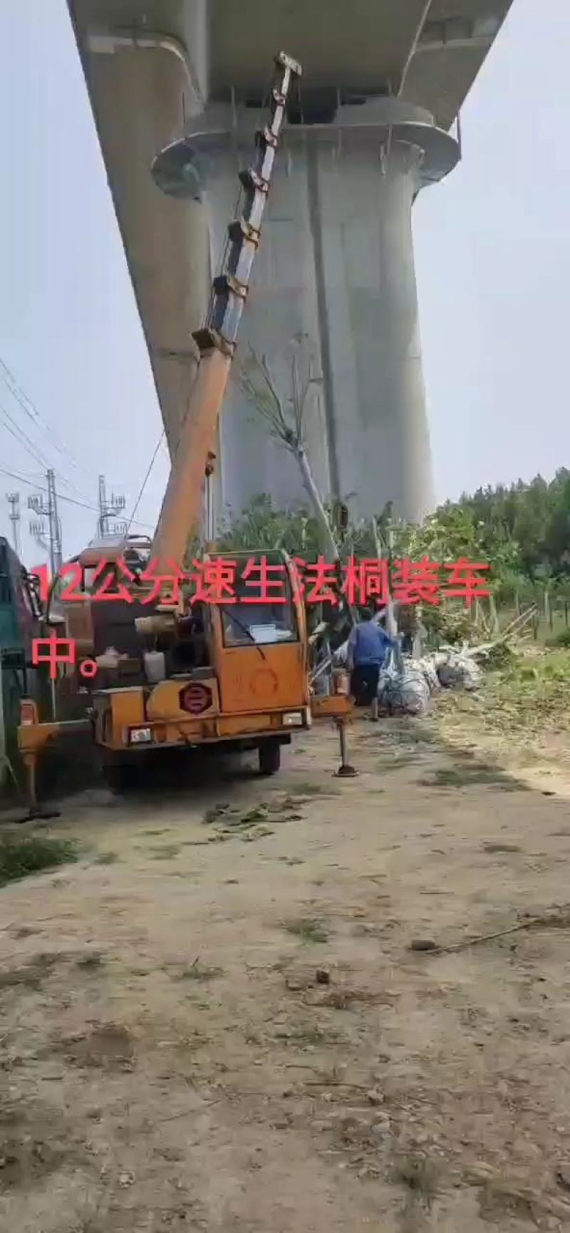 供15公分速生法桐，造型法桐树价格