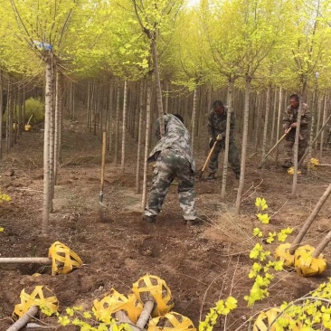 辽宁彩叶树金叶榆3-10公分规格齐全量大优惠