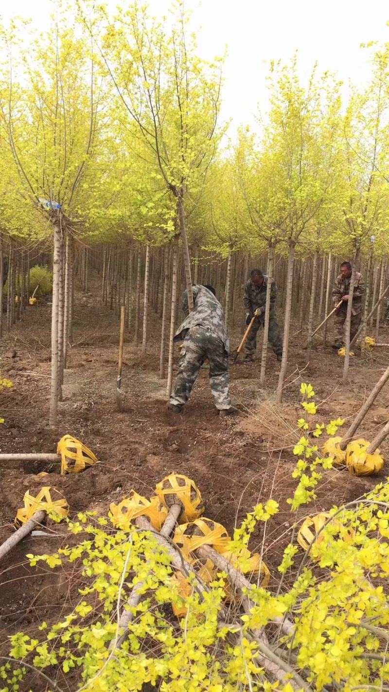 辽宁彩叶树金叶榆3-10公分规格齐全量大优惠