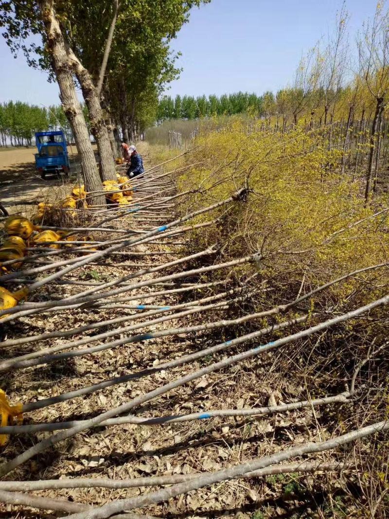 辽宁彩叶树金叶榆3-10公分规格齐全量大优惠