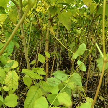 【精品】东北刺嫩芽一年苗，苗圃直售，量大从优，低价出售！