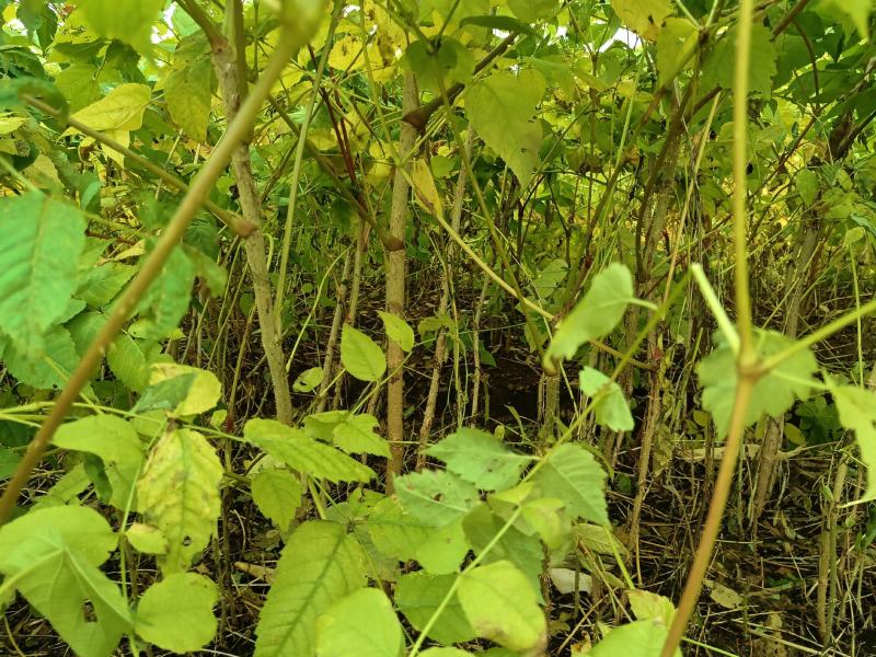 【精品】东北刺嫩芽一年苗，苗圃直售，量大从优，低价出售！