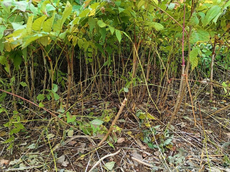 【精品】东北刺嫩芽一年苗，苗圃直售，量大从优，低价出售！