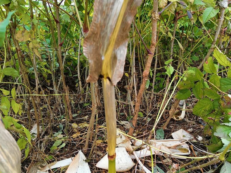 【精品】东北刺嫩芽一年苗，苗圃直售，量大从优，低价出售！