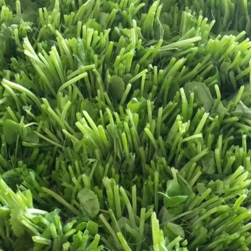 豌豆尖！油菜苔