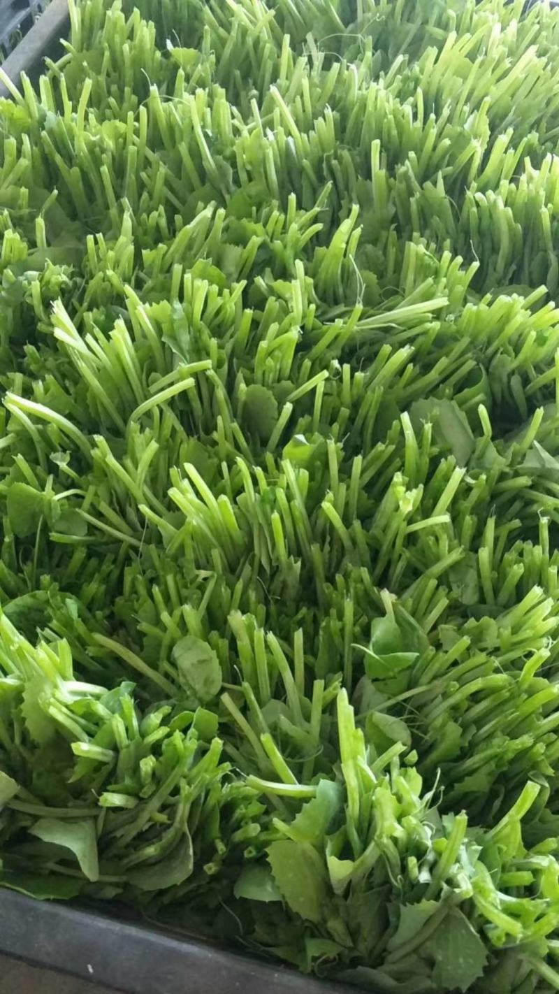 豌豆尖！油菜苔