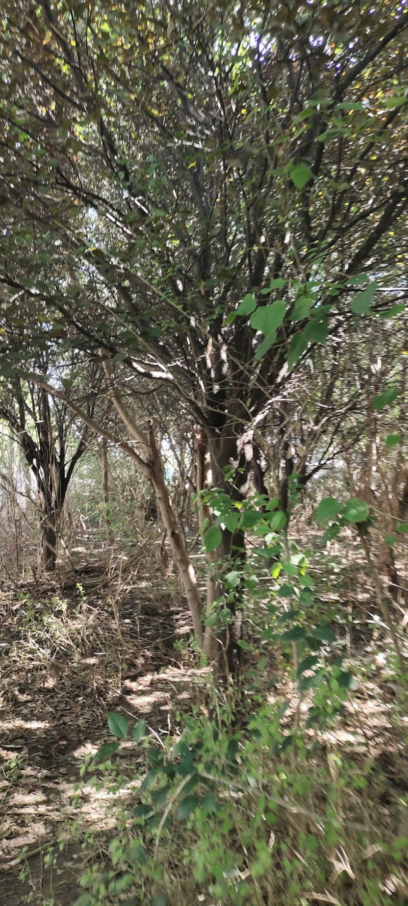二十公分红叶李