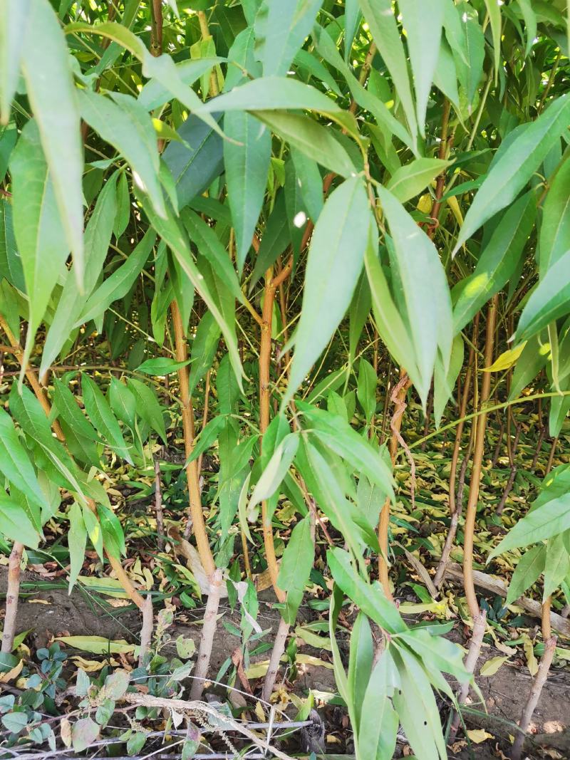 金秋巨红2号桃苗（离核，晚熟，含糖量高）