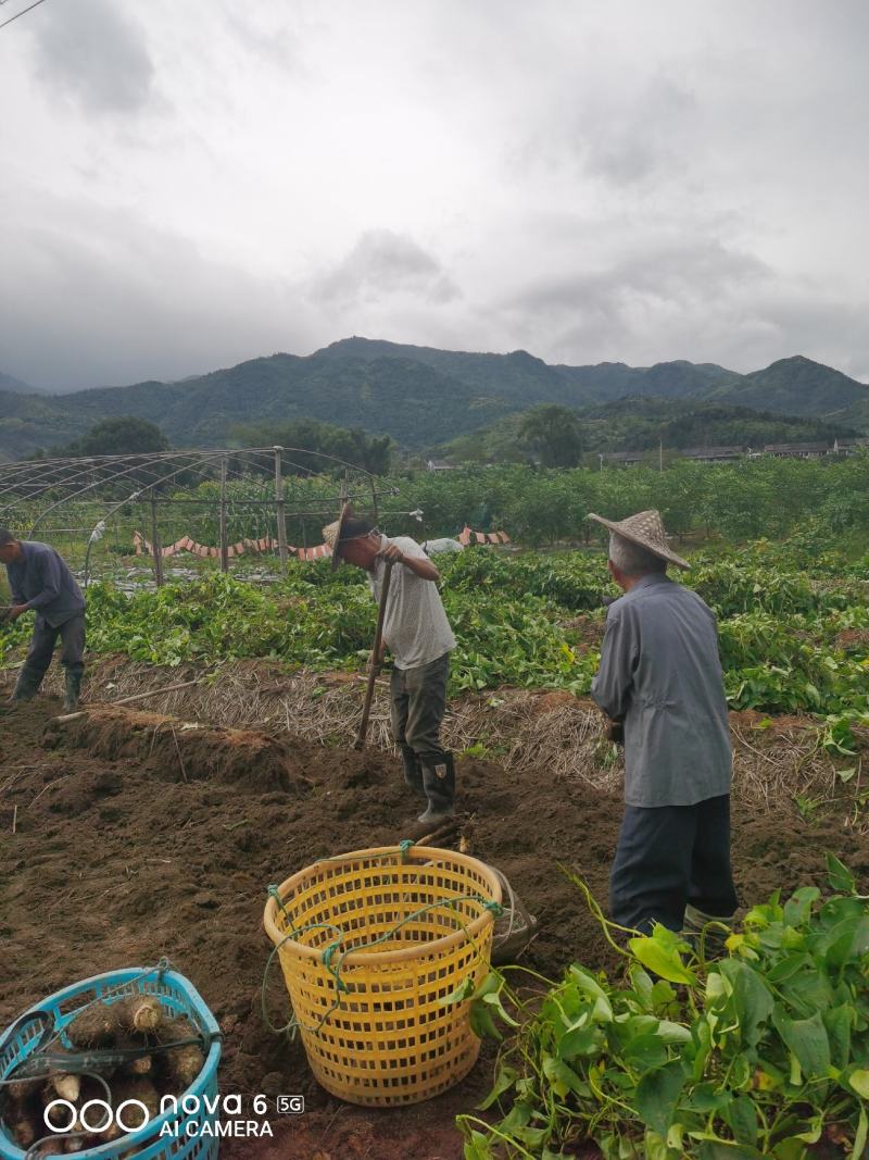 温州农特产，文成檽米山药，现挖现发：：：