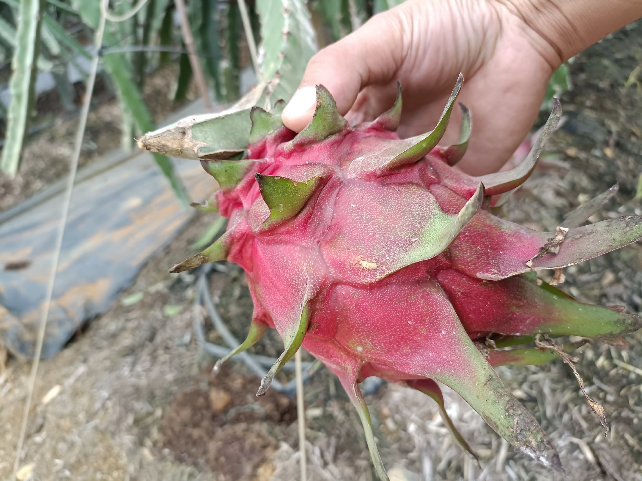 红心火龙果切开特写