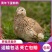 巨型黄莎维麦脱鹌鹑活体非洲黑法国巨型法巨鹌鹑活物中华白羽