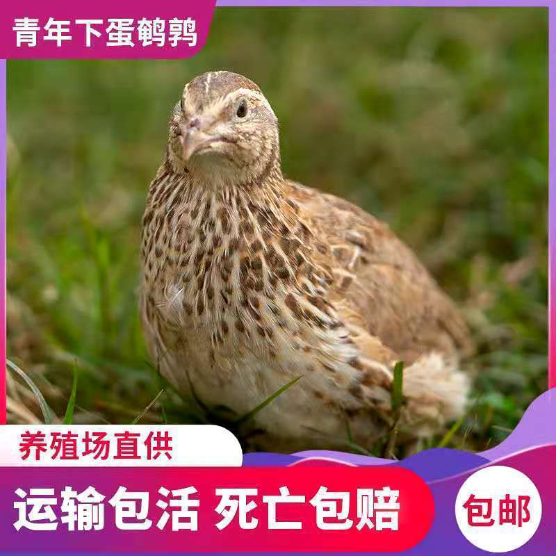 巨型黄莎维麦脱鹌鹑活体非洲黑法国巨型法巨鹌鹑活物中华白羽
