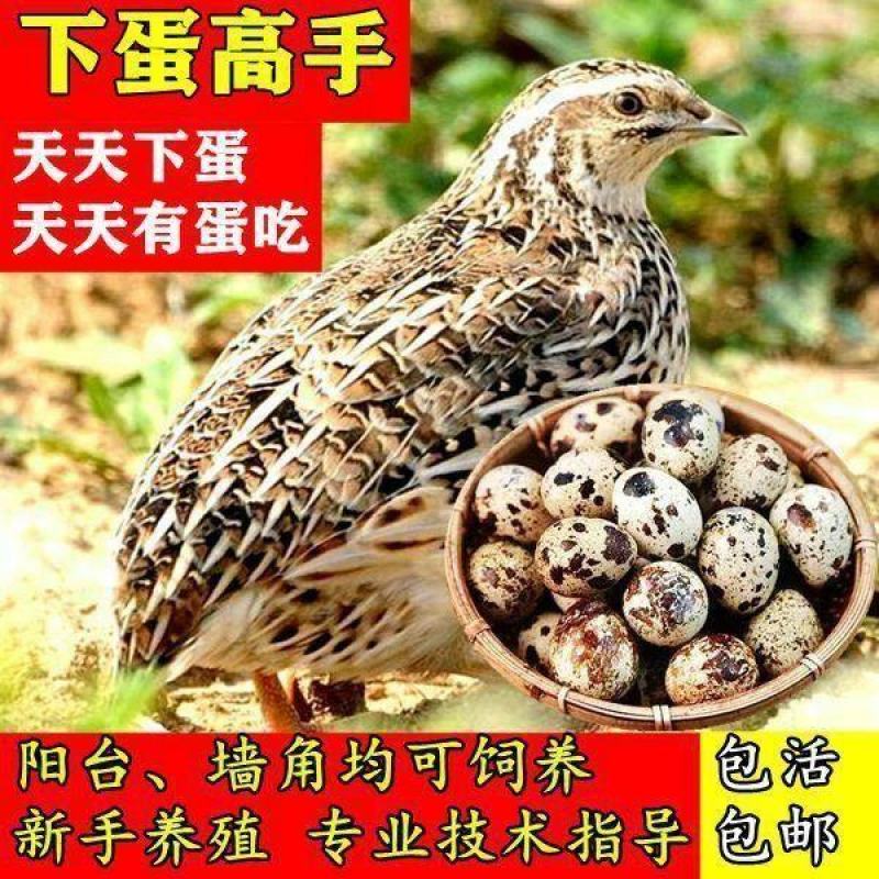 巨型黄莎维麦脱鹌鹑活体非洲黑法国巨型法巨鹌鹑活物中华白羽
