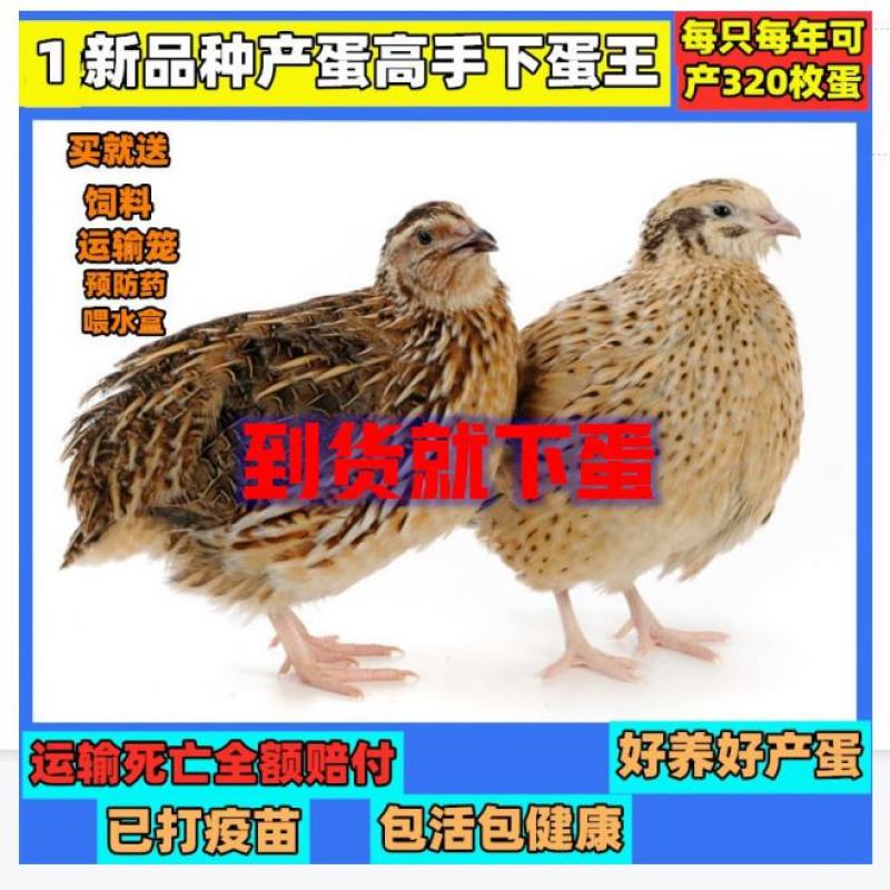 巨型黄莎维麦脱鹌鹑活体非洲黑法国巨型法巨鹌鹑活物中华白羽