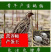 巨型黄莎维麦脱鹌鹑活体非洲黑法国巨型法巨鹌鹑活物中华白羽