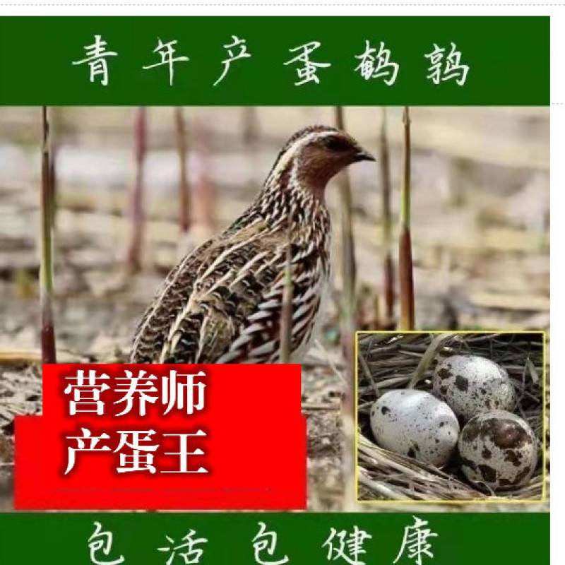 巨型黄莎维麦脱鹌鹑活体非洲黑法国巨型法巨鹌鹑活物中华白羽