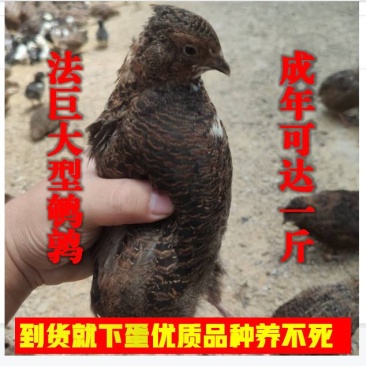 巨型黄莎维麦脱鹌鹑活体非洲黑法国巨型法巨鹌鹑活物中华白羽