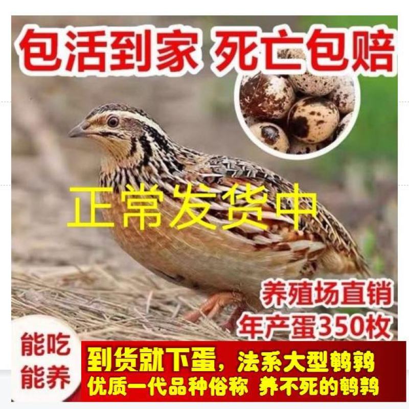 巨型黄莎维麦脱鹌鹑活体非洲黑法国巨型法巨鹌鹑活物中华白羽