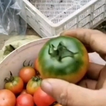 草莓西红柿铁皮柿子绿肩好口感七个糖以上