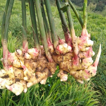云南小黄姜生姜