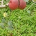 四川苹果梨