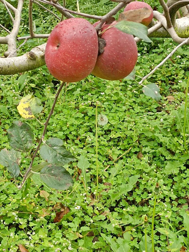 四川苹果梨