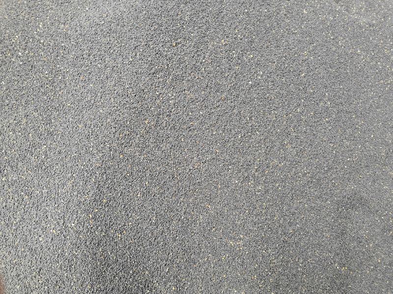 黄芩种子品质保证产地直发可视频看货欢迎咨询2024年新货