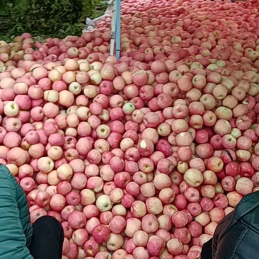 苹果下检：