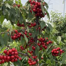 较耐热大樱桃树车厘子树：罗明罗李等几个品种，南方选择