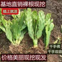 千手观音盆栽千佛手多肉绿植室内阳台吸甲醛防辐射花卉仙人掌