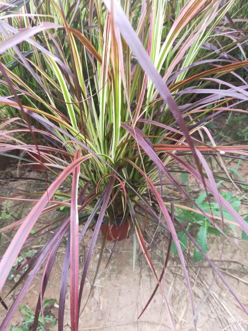紫穗狼尾草紫叶狼尾草是一种须根的草花生长旺盛抗寒抗旱
