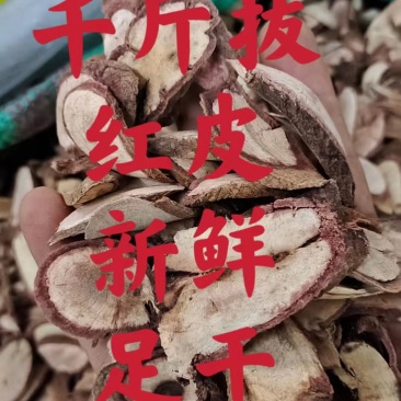 千斤拔、精选、红皮、新鲜、足干、片片精选大量批发省内包邮