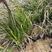 紫穗狼尾草紫叶狼尾草是一种须根的草花生长旺盛抗寒抗旱