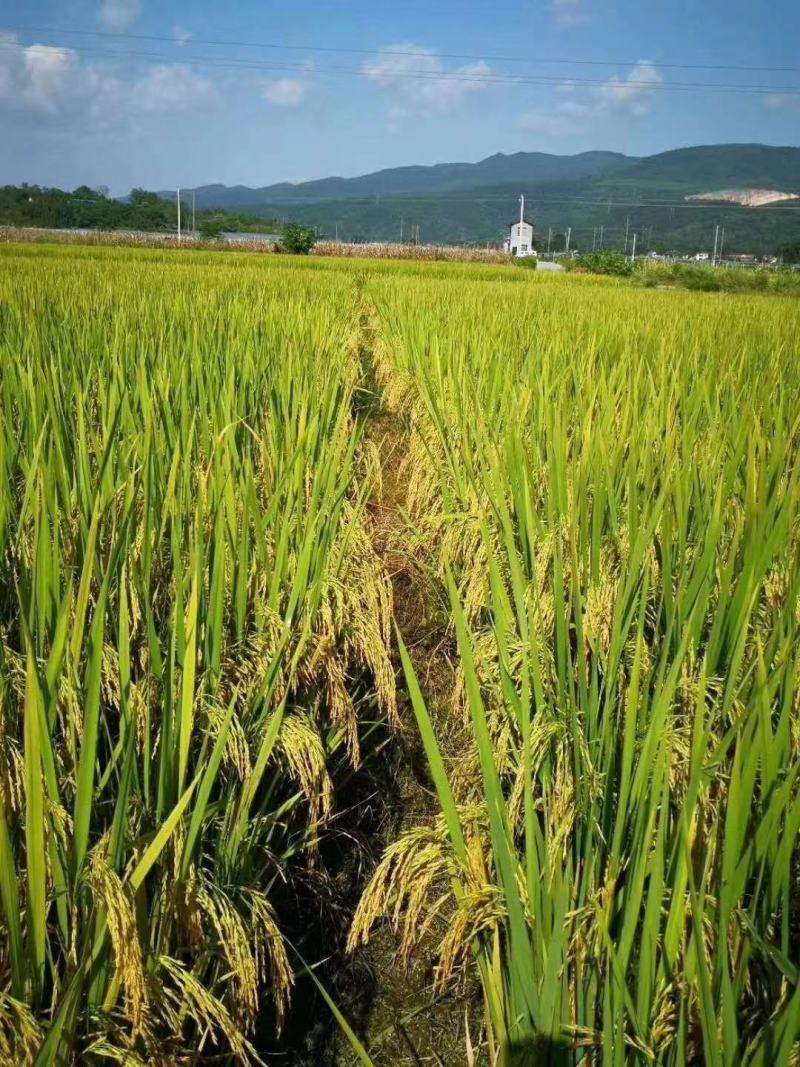2025年新谷红糯1号糯谷净粮，散装袋装