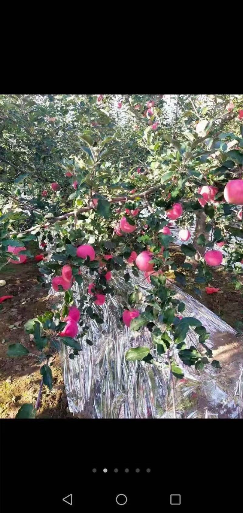 红富士苹果75~85甘肃苹果源产地果园直发10斤装