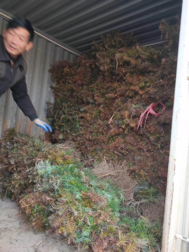杉木小苗一年生杉木苗刺杉苗各种造林苗