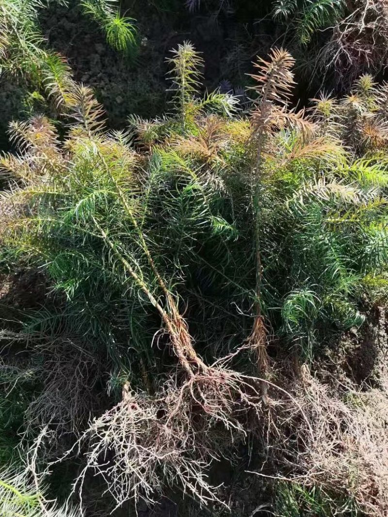 杉木小苗一年生杉木苗刺杉苗各种造林苗