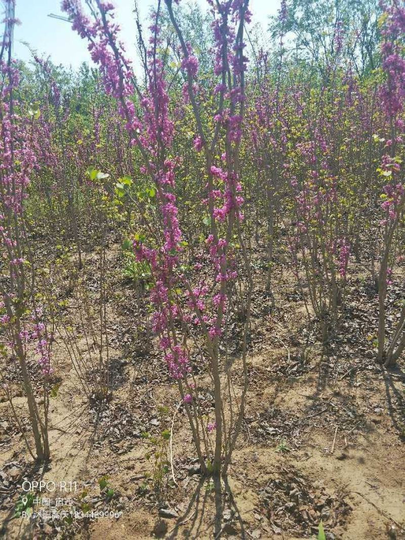 丛生紫荆，基地大量出售！量大优惠