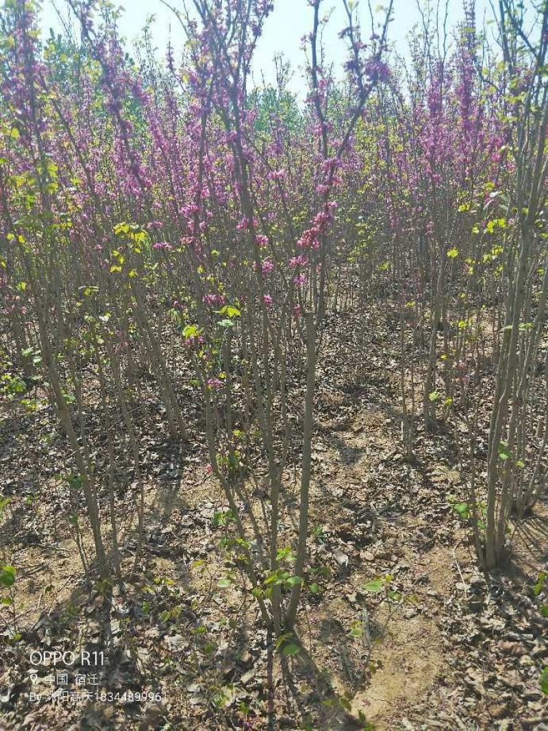 丛生紫荆，基地大量出售！量大优惠