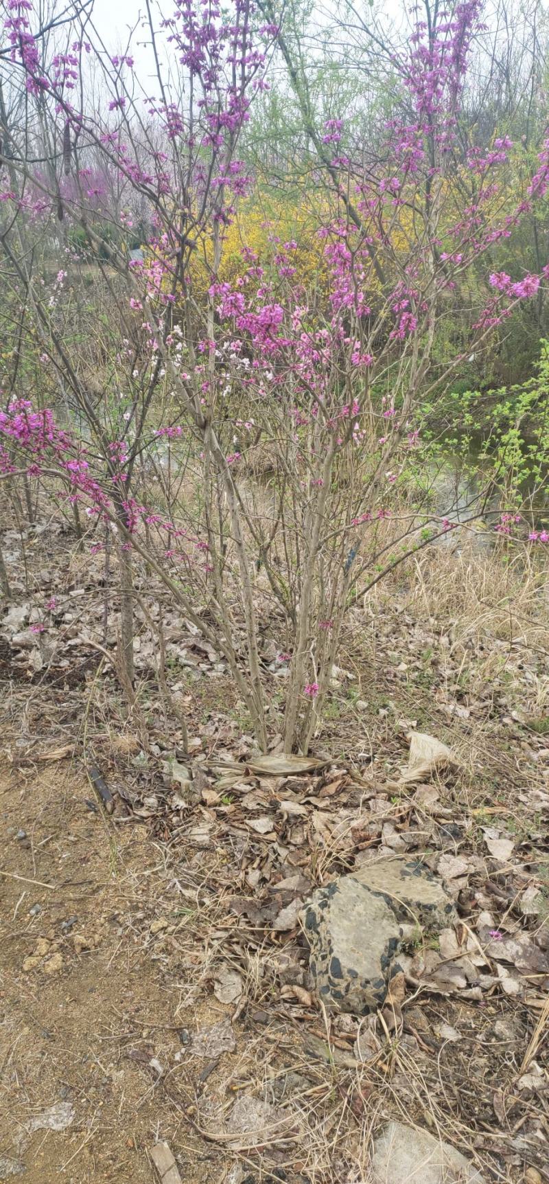 丛生紫荆，基地大量出售！量大优惠