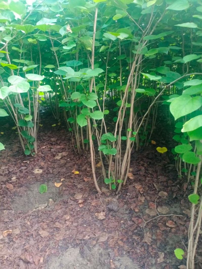 丛生紫荆，基地大量出售！量大优惠
