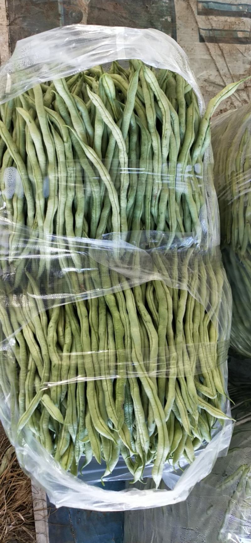 贵州露天无筋豆