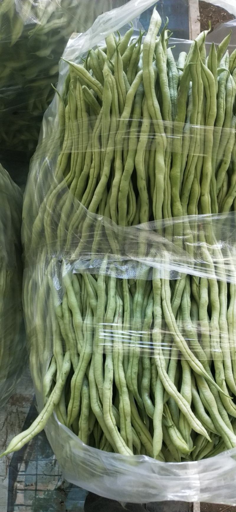贵州露天无筋豆