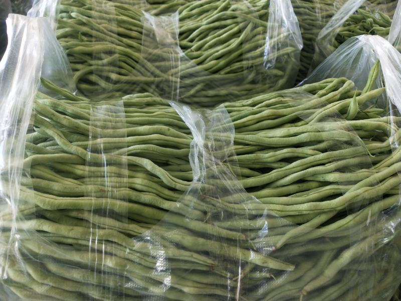 贵州露天无筋豆