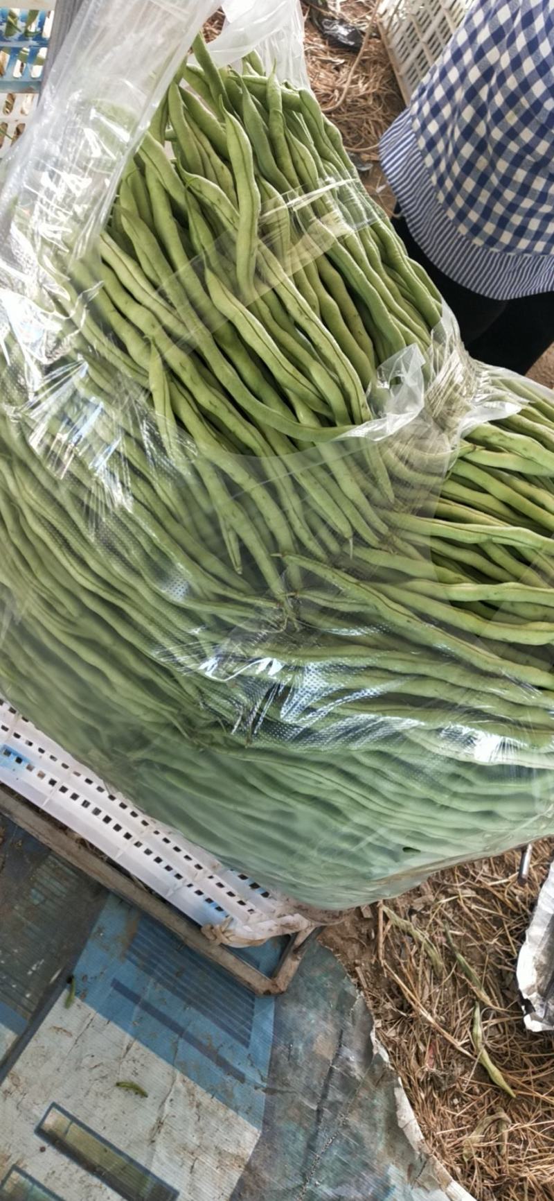 贵州露天无筋豆