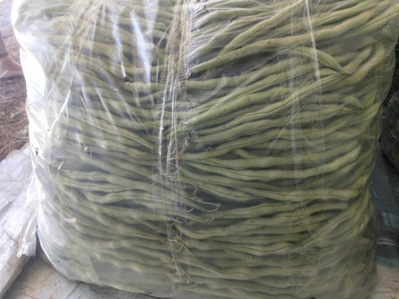 贵州露天无筋豆